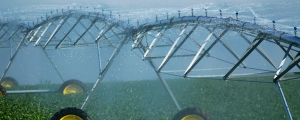 Sprinkler Head